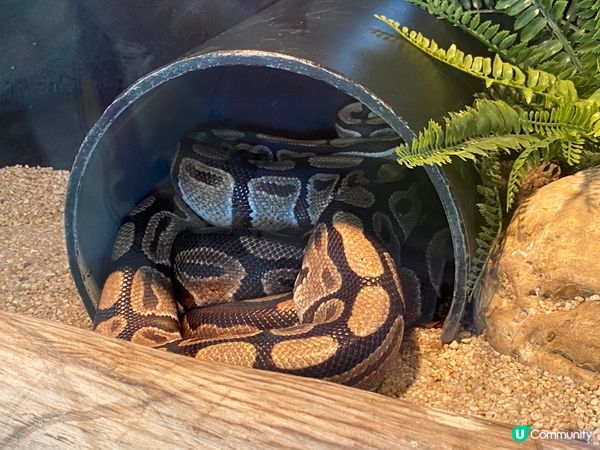 屯門公園爬蟲館，親子生態遊🤩！