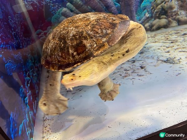 屯門公園爬蟲館，親子生態遊🤩！