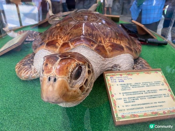 屯門公園爬蟲館，親子生態遊🤩！