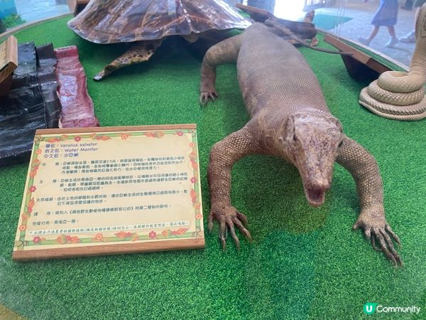 屯門公園爬蟲館，親子生態遊🤩！