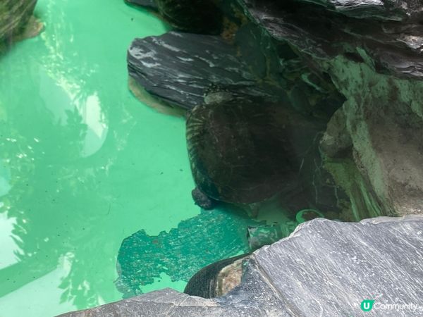 屯門公園爬蟲館，親子生態遊🤩！