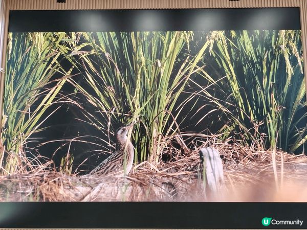 塱原生態公園，這裡有很多不同種類的雀鳥，公園環境優美，公園分...