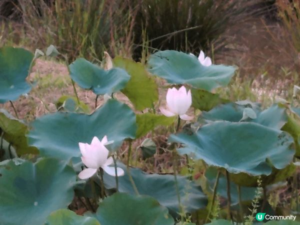 塱原生態公園，這裡有很多不同種類的雀鳥，公園環境優美，公園分...