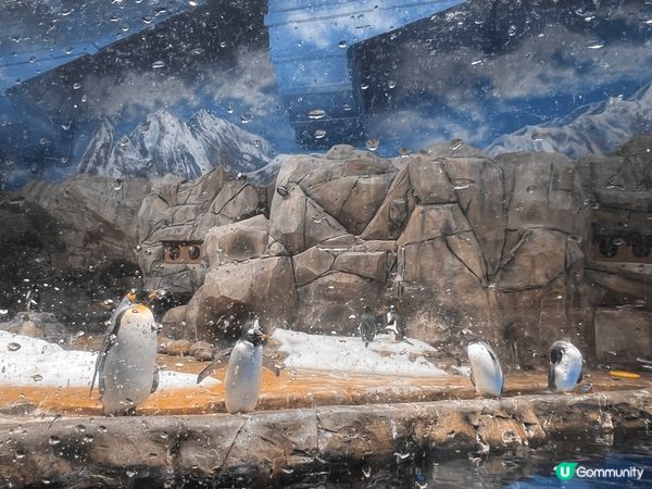 香港海洋公園，打卡最靚，有機動遊戲、國寶熊貓、海豚表演、企鵝...