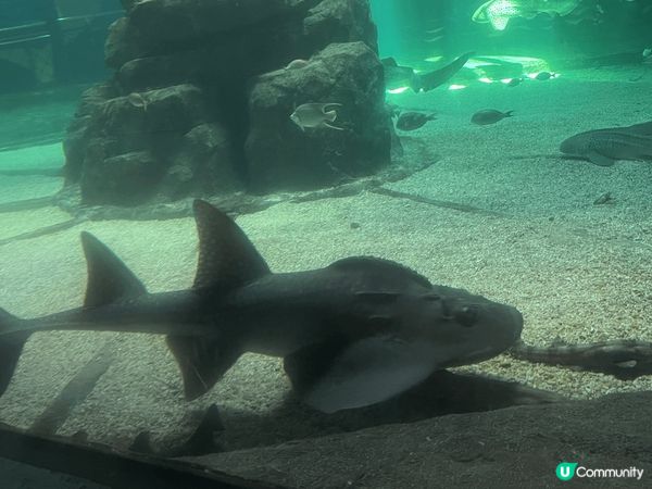 香港海洋公園，打卡最靚，有機動遊戲、國寶熊貓、海豚表演、企鵝...