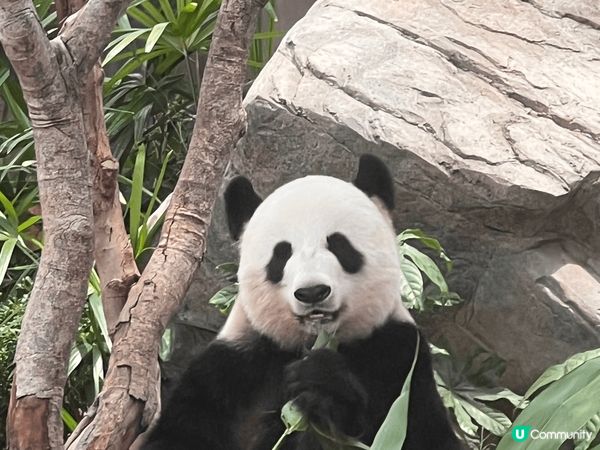 香港海洋公園，打卡最靚，有機動遊戲、國寶熊貓、海豚表演、企鵝...