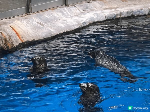 香港海洋公園，打卡最靚，有機動遊戲、國寶熊貓、海豚表演、企鵝...