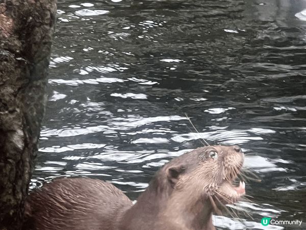 香港海洋公園，打卡最靚，有機動遊戲、國寶熊貓、海豚表演、企鵝...