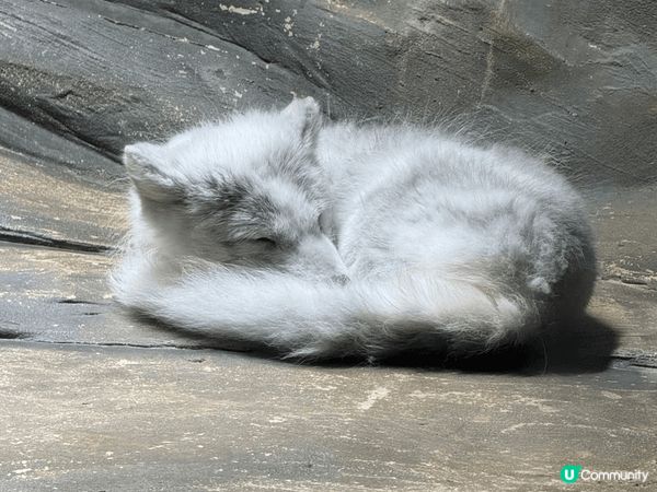 香港海洋公園哈囉喂，有不同表演，不同動物，有海豚、熊貓、企鵝...