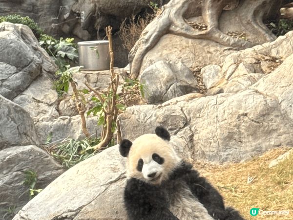 香港海洋公園哈囉喂，有不同表演，不同動物，有海豚、熊貓、企鵝...