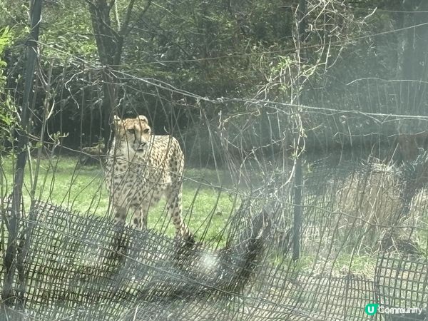 日本大型野生動物園，真的值得一去，一边开車，一边有动物旁邊走...