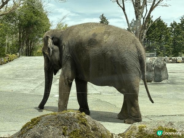 日本大型野生動物園，真的值得一去，一边开車，一边有动物旁邊走...