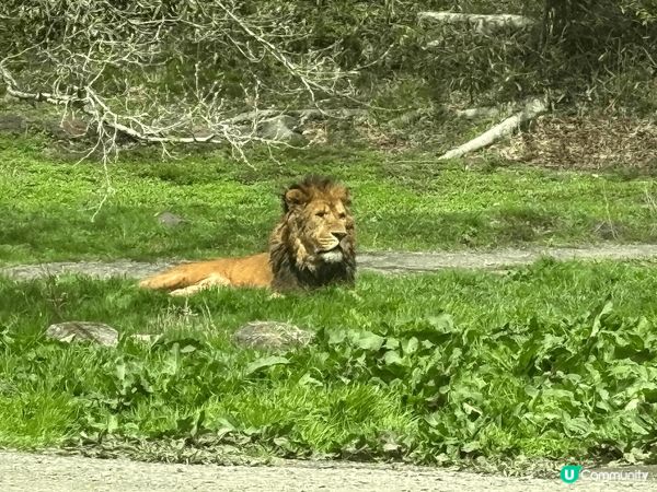 日本大型野生動物園，真的值得一去，一边开車，一边有动物旁邊走...