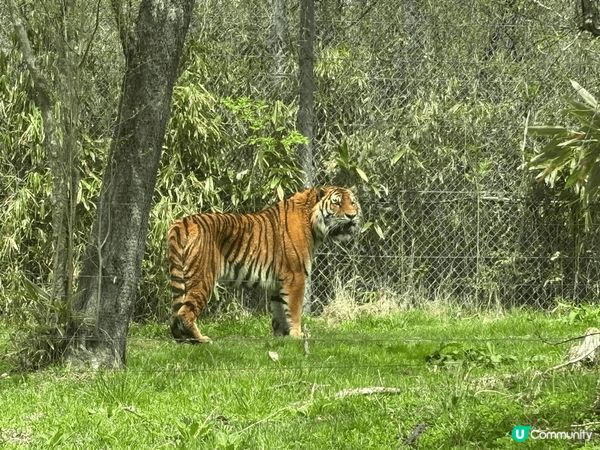 日本大型野生動物園，真的值得一去，一边开車，一边有动物旁邊走...