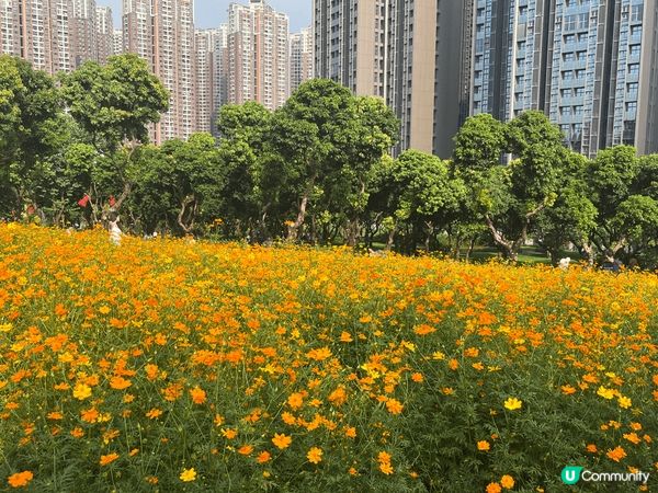剛剛中秋節假期北上深圳，去了位於南山區的西麗生態公園，如今正...