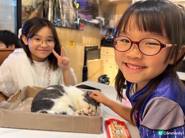 旺角地舖貓貓餐廳體驗！😻 食嘢又可以玩貓！