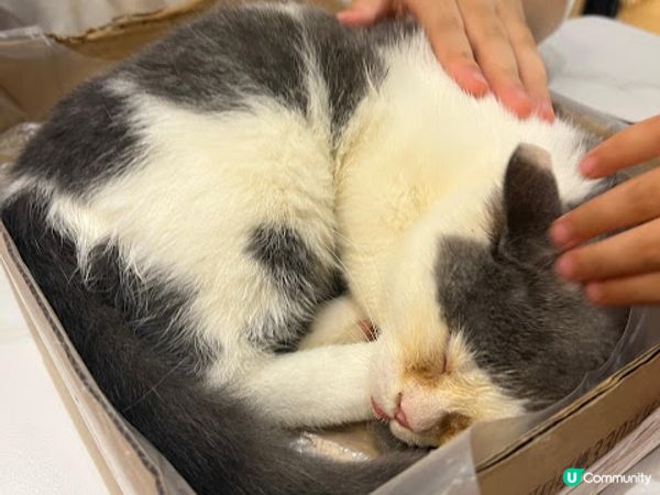 旺角地舖貓貓餐廳體驗！😻 食嘢又可以玩貓！