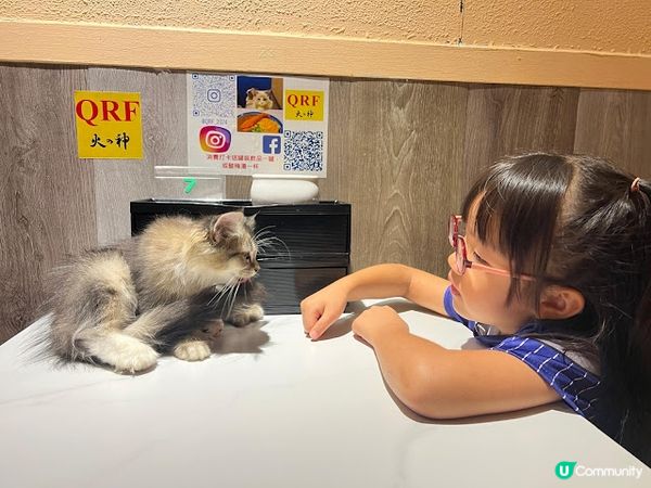 旺角地舖貓貓餐廳體驗！😻 食嘢又可以玩貓！