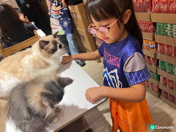 旺角地舖貓貓餐廳體驗！😻 食嘢又可以玩貓！