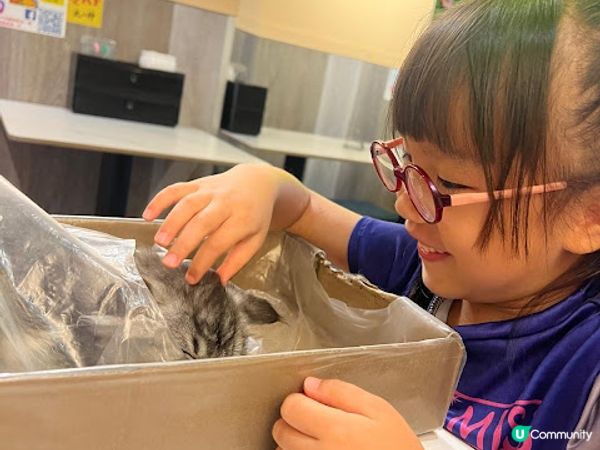 旺角地舖貓貓餐廳體驗！😻 食嘢又可以玩貓！