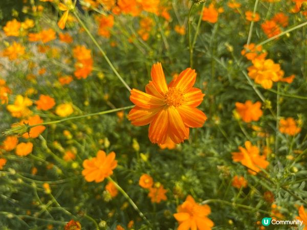 位於深圳南山區的西麗生態公園，如今正值黃波斯菊花田盛開期，漫...