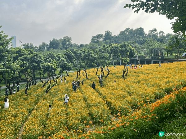 位於深圳南山區的西麗生態公園，如今正值黃波斯菊花田盛開期，漫...