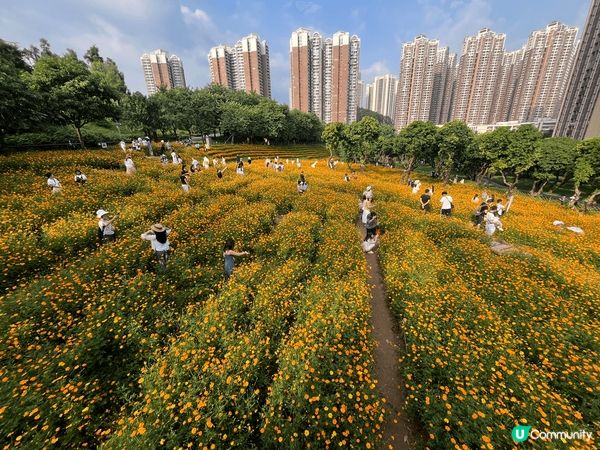 位於深圳南山區的西麗生態公園，如今正值黃波斯菊花田盛開期，漫...