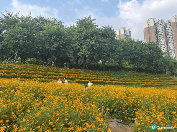 位於深圳南山區的西麗生態公園，如今正值黃波斯菊花田盛開期，漫...