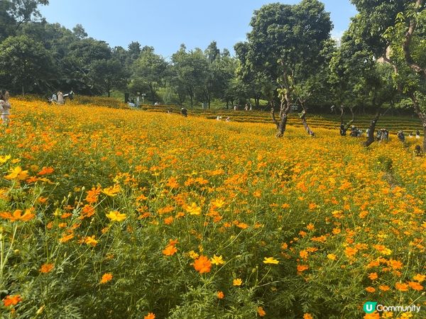 位於深圳南山區的西麗生態公園，如今正值黃波斯菊花田盛開期，漫...