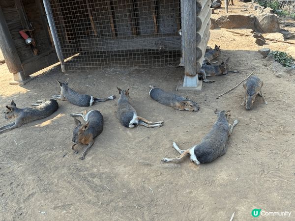 伊豆動物公園真係非常適合家庭去, 樂園唔算超級大, 但每個地...