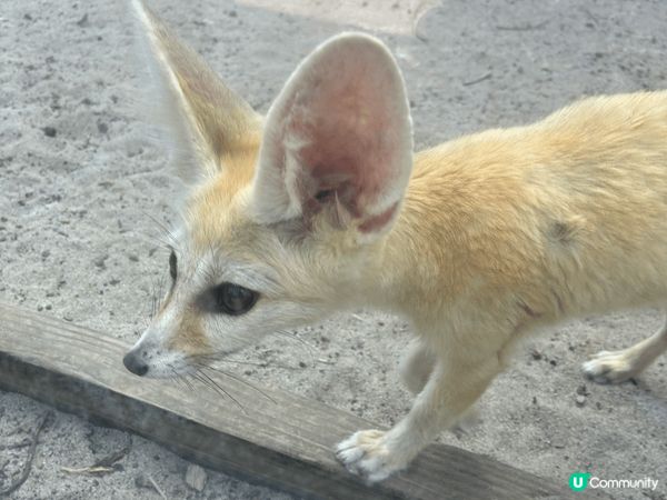 伊豆動物公園真係非常適合家庭去, 樂園唔算超級大, 但每個地...