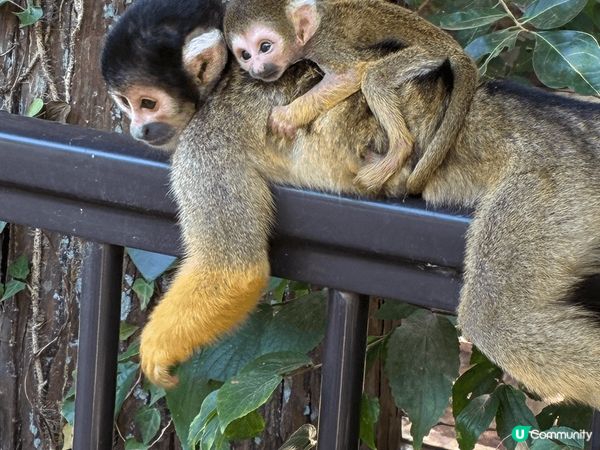 伊豆動物公園真係非常適合家庭去, 樂園唔算超級大, 但每個地...