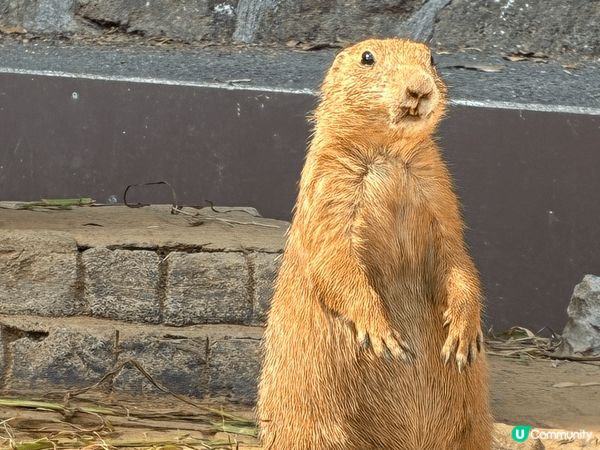 伊豆動物公園真係非常適合家庭去, 樂園唔算超級大, 但每個地...