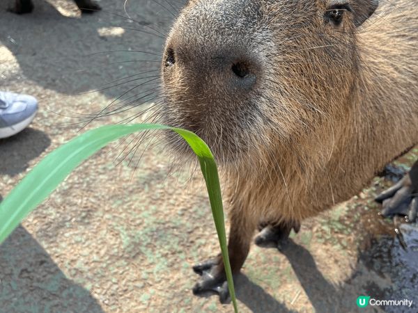 伊豆動物公園真係非常適合家庭去, 樂園唔算超級大, 但每個地...
