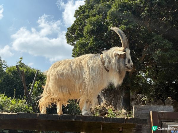 伊豆動物公園真係非常適合家庭去, 樂園唔算超級大, 但每個地...
