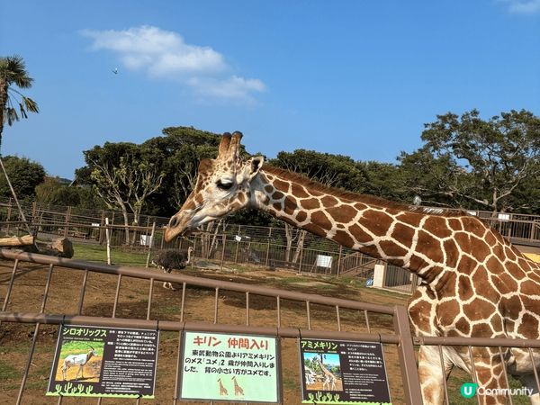 伊豆動物公園真係非常適合家庭去, 樂園唔算超級大, 但每個地...