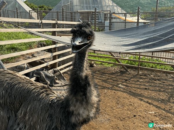 伊豆動物公園真係非常適合家庭去, 樂園唔算超級大, 但每個地...