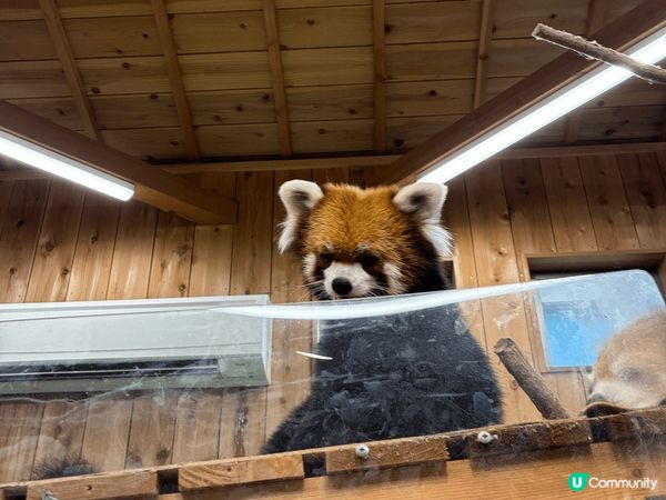 伊豆動物公園真係非常適合家庭去, 樂園唔算超級大, 但每個地...
