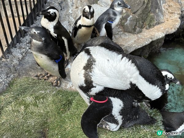 伊豆動物公園真係非常適合家庭去, 樂園唔算超級大, 但每個地...