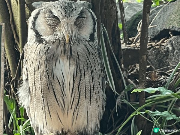 伊豆動物公園真係非常適合家庭去, 樂園唔算超級大, 但每個地...
