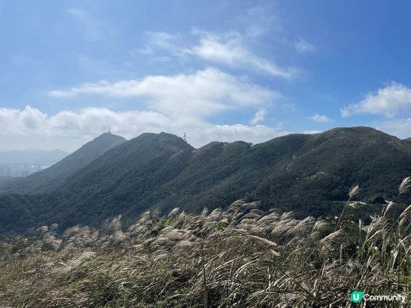 一年一度芒草季節，怕人多唔一定要去大東山，人少少行東洋山都系...