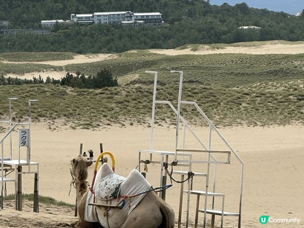 日本鳥取砂丘，喺日本最大規模嘅沙丘。砂丘入邊就係大海，吹住海...