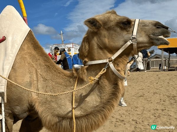 日本鳥取砂丘，喺日本最大規模嘅沙丘。砂丘入邊就係大海，吹住海...