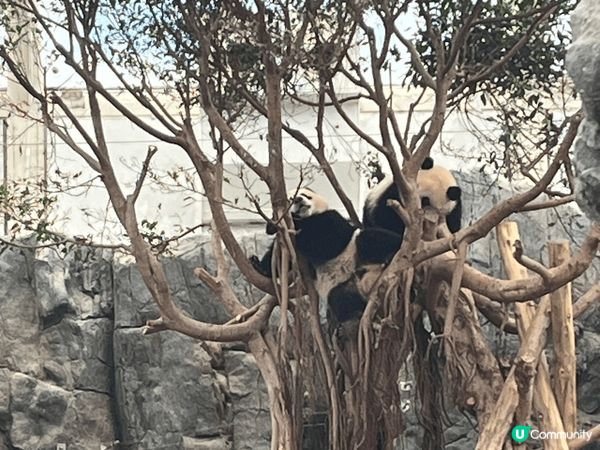 可能海洋公園多叢林,當日去都幾多蚊｡好彩我帶備冇DEET成份...
