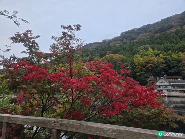 由布院金鏻湖，美好景致，悠哉悠哉，湖光山色，美不勝收。