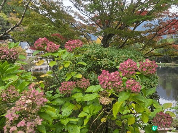 由布院金鏻湖，美好景致，悠哉悠哉，湖光山色，美不勝收。