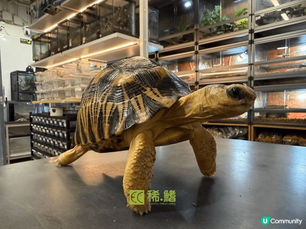 聖誕節打卡，可以約香港導盲犬去尖咀連卡佛T gallery和...