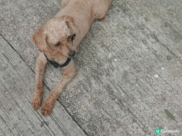 聖誕節打卡，可以約香港導盲犬去尖咀連卡佛T gallery和...