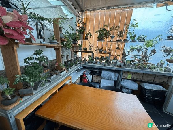 聖誕涼涼地推薦去郊遊，元朗信芯園有非常多植物睇，又有一個室內...