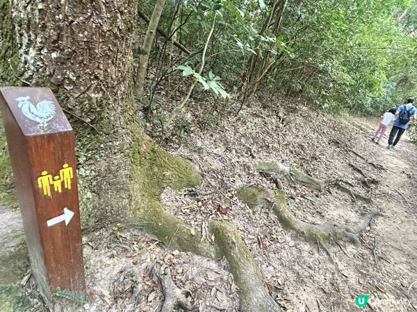 親子行山｜大美督家樂徑｜十二生肖標柱｜一小時易行美景路線 📸